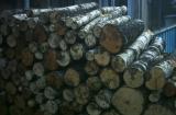 Bild zu Kaminholz Birke Rollen Holz 1 m lang